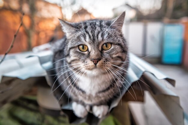 Retrato de hermoso gato rayado