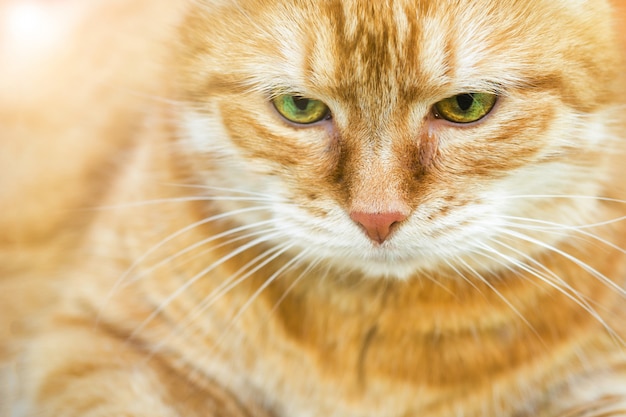 Retrato, de, hermoso, gato rojo, cicatrizarse