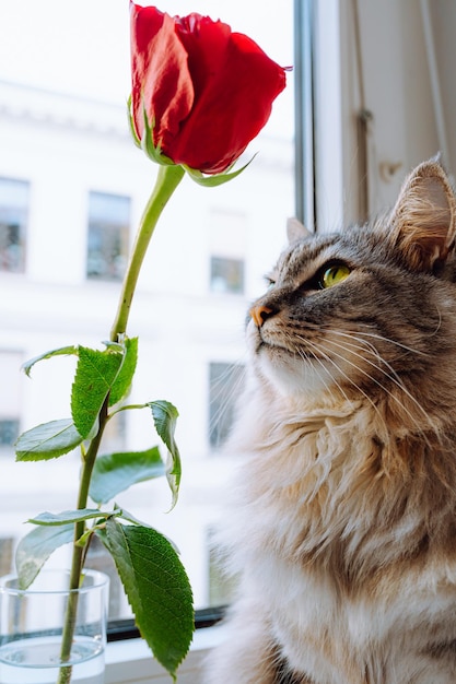 Retrato de hermoso gato y rosa roja