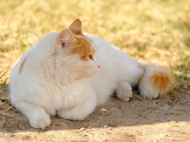 Retrato de un hermoso gato