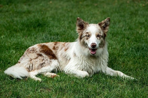 Retrato hermoso joven rojo merle Border collie