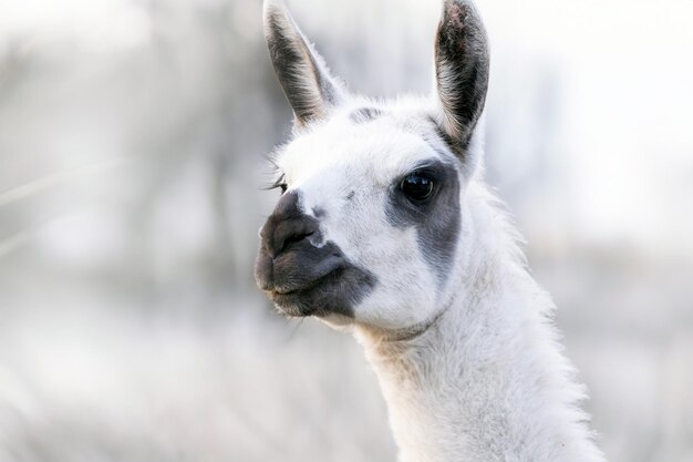 Retrato de un hermoso lama blanco