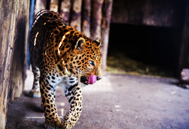 Retrato de un hermoso leopardo