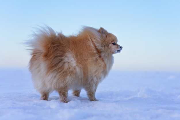 Retrato de hermoso y lindo perro Pomeranian Spitz, pequeño cachorro peludo parado en la nieve blanca en el frío invierno nevado al aire libre mirando a la distancia. Fondo natural.