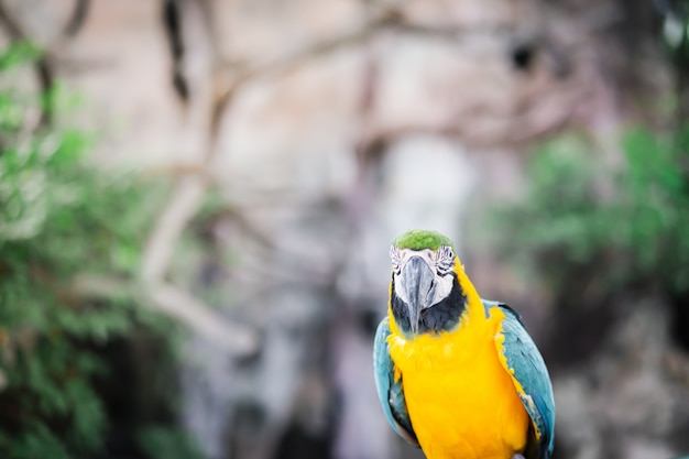 Retrato hermoso del loro del macaw, pájaro en el jardín.