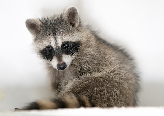 Retrato de hermoso mapache bebé adorable en casa animal lindo salvaje