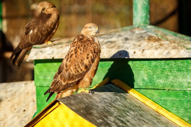 Foto retrato de un hermoso pájaro halcón primer plano