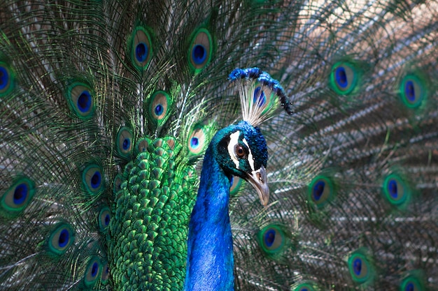 Retrato de hermoso pavo real con plumas de pájaro grande y brillante