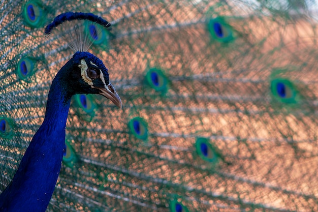 Retrato de hermoso pavo real con plumas (pájaro grande y brillante).