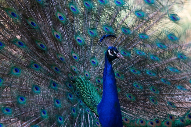 Retrato de hermoso pavo real con plumas (pájaro grande y de colores brillantes).