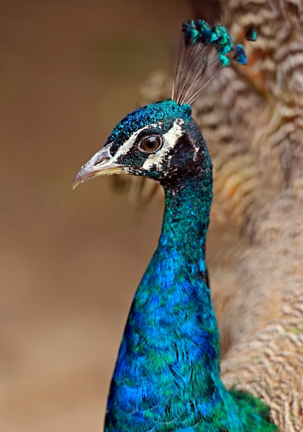 Foto retrato de hermoso pavo real con plumas