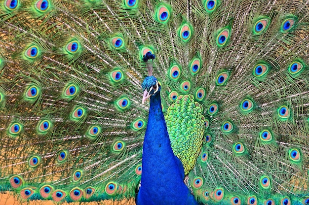 Retrato de hermoso pavo real con plumas