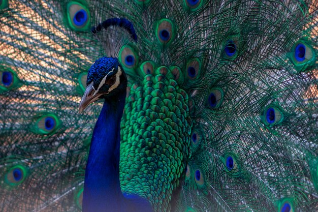 Retrato de un hermoso pavo real con plumas