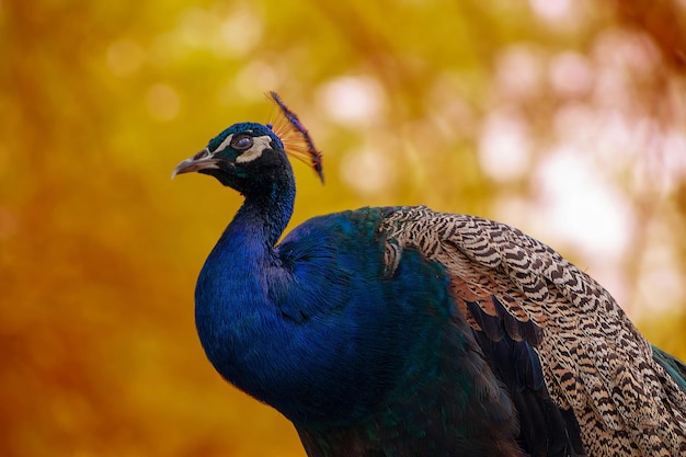 Retrato de un hermoso pavo real salvaje con plumas en un fondo borroso en un día soleado