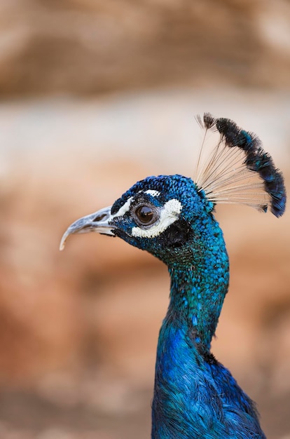 Retrato de un hermoso pavo real sobre un fondo borroso