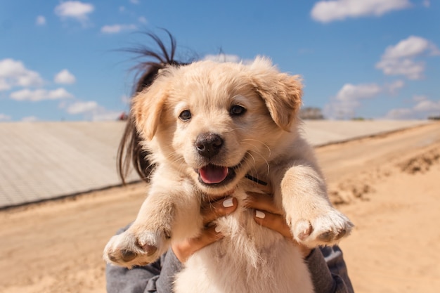 Retrato de un hermoso perrito en la arena.