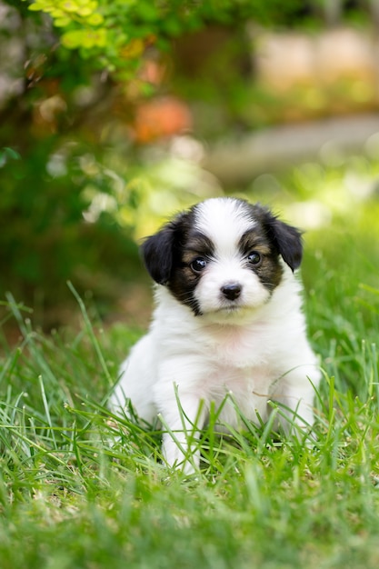 Retrato de un hermoso perrito