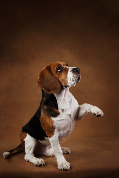 Retrato de hermoso perro beagle americano