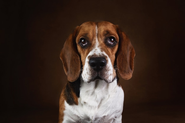 Retrato de hermoso perro beagle americano