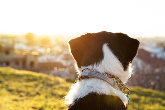 Retrato de un hermoso perro blanco y negro en el parque con puesta de sol mirando el horizonte