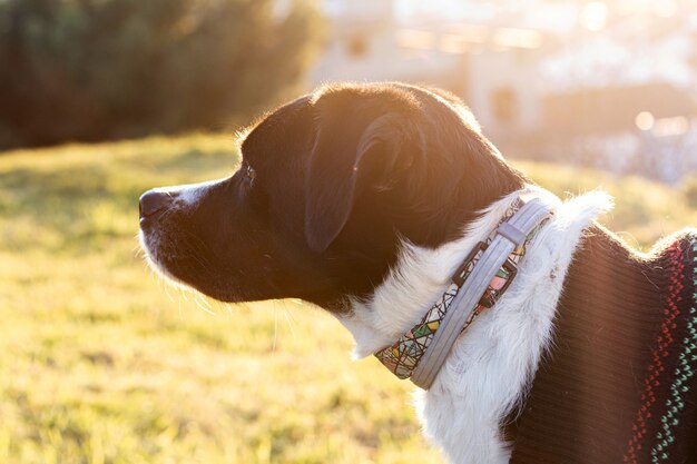 Retrato de un hermoso perro blanco y negro en el parque con puesta de sol