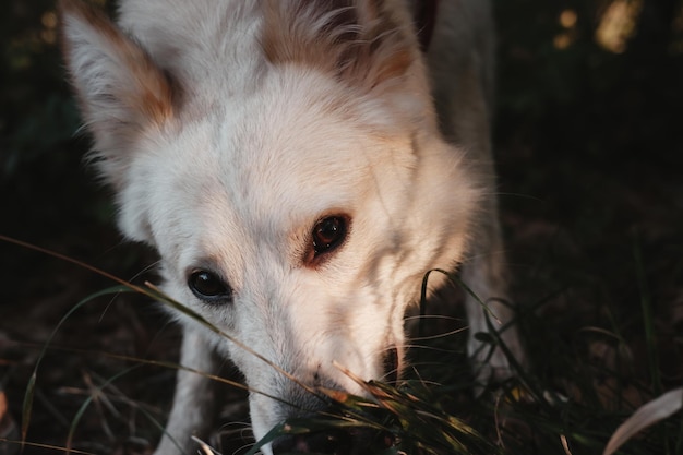 retrato de un hermoso perro blanco, un perro sonriendo, un perro blanco caminando en el bosque