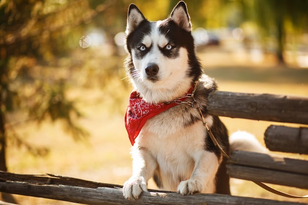 Retrato de un hermoso perro cría husky en día de verano