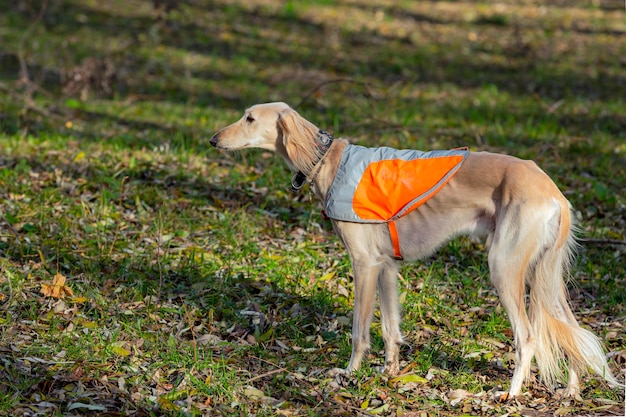 Retrato de un hermoso perro galgo ruso parado en el parque.