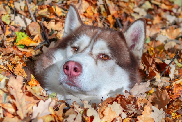 Retrato de un hermoso perro husky pelirrojo