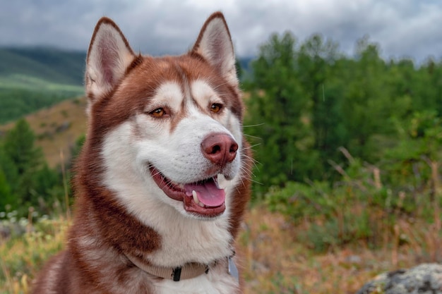 Retrato de un hermoso perro husky rojo en el primer plano de cabeza de husky siberiano de paseo contra el fondo de un bosque de montaña