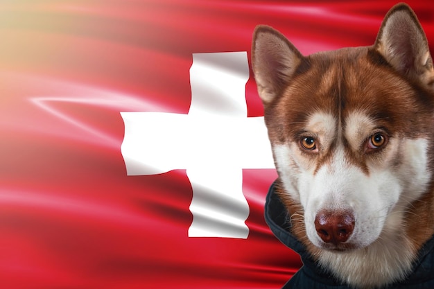 Retrato de un hermoso perro husky siberiano rojo contra el fondo de la bandera nacional de Suiza