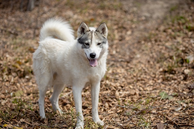 Retrato de hermoso perro Husky siberiano