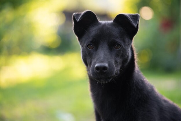 Foto retrato de un hermoso perro negro joven con un fondo borroso