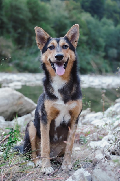 Retrato de un hermoso perro negro y rojo, un perro mestizo, en la naturaleza, el aspecto de un perro