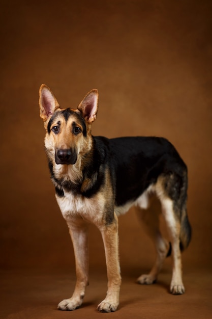 Retrato de un hermoso perro pastor alemán de pie sobre fondo marrón