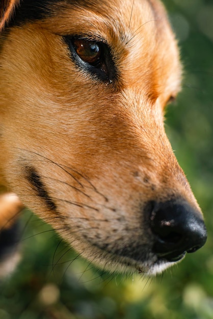 Retrato de un hermoso perro sin raza en pasto verde