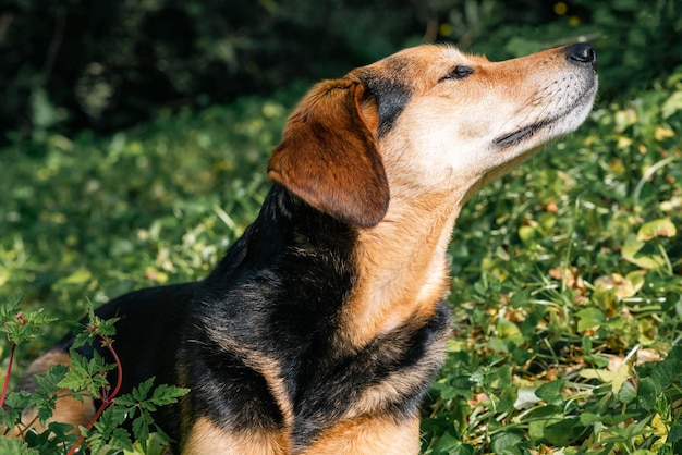 Retrato de un hermoso perro sin raza en pasto verde