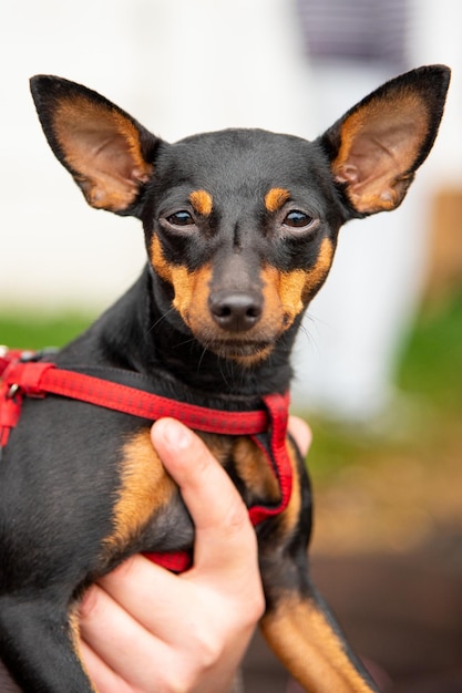 Retrato de un hermoso Toy Terrier con ojos curiosos en las manos del dueño