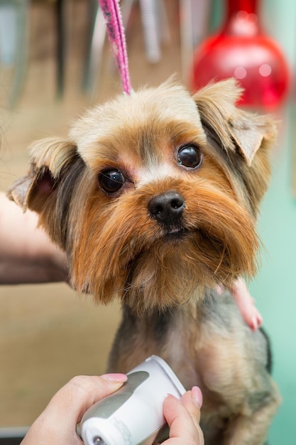 Retrato de un hermoso yorkshire terrier bien arreglado en un salón de belleza durante un corte de pelo