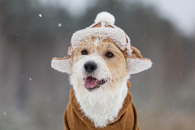 Retrato del hocico de un Jack Russell Terrier en un sombrero con orejeras y una chaqueta marrón Snowing Blur para inscripción