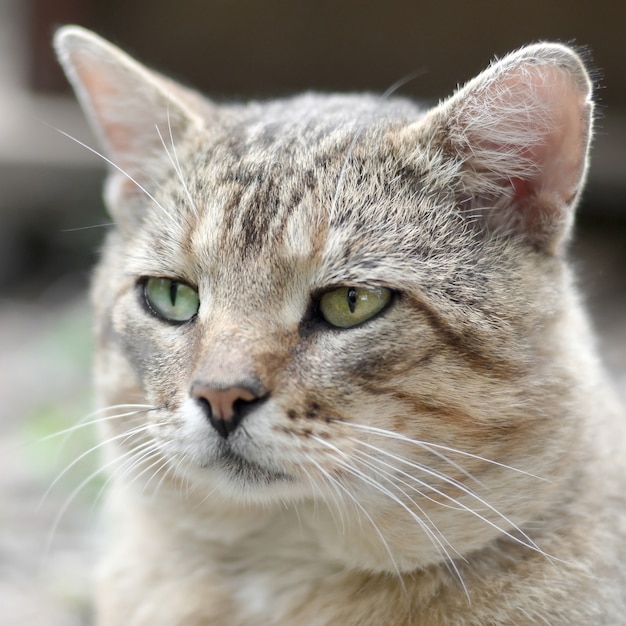 Retrato de hocico triste de un gato atigrado gris a rayas con ojos verdes, enfoque selectivo