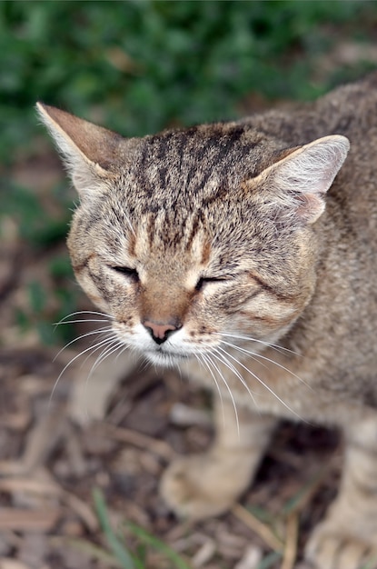 Retrato de hocico triste de un gato atigrado gris a rayas con ojos verdes, enfoque selectivo