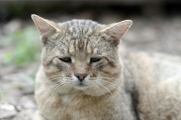 Retrato de hocico triste de un gato tabby a rayas grises con ojos verdes enfoque selectivo