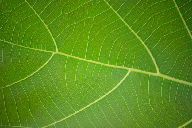 Retrato de una hoja que muestra detalles con luz natural durante el día