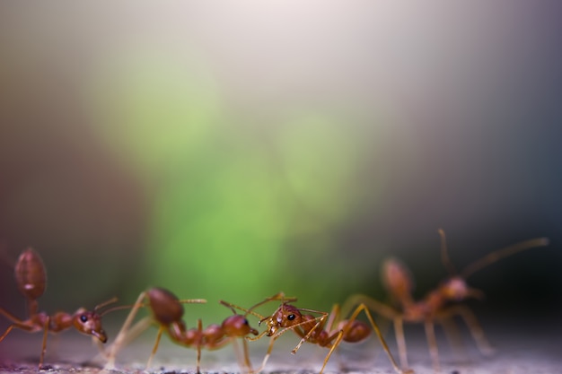 Foto retrato de las hormigas con fondo bokeh