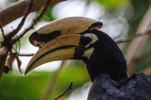 Foto retrato de hornbill oriental pied