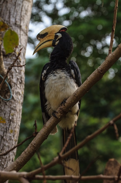 Retrato de hornbill oriental pied