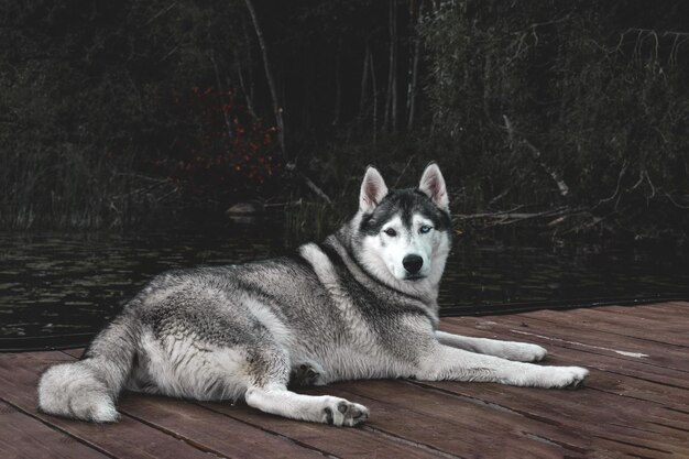 Foto retrato de un husky en reposo