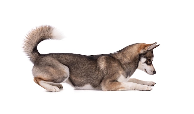 Retrato de un husky siberiano de 6 meses acostado sobre un fondo blanco