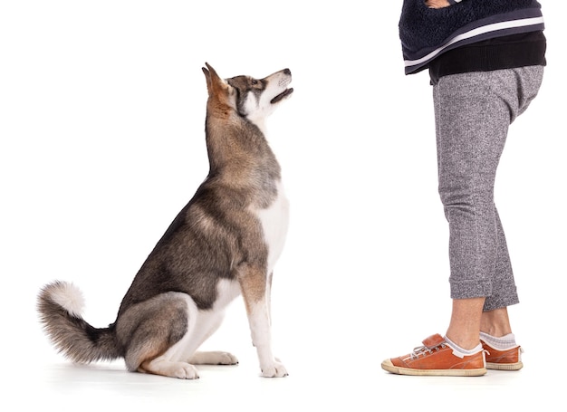 Retrato de un Husky Siberiano de 6 meses con su amante sobre un fondo blanco.